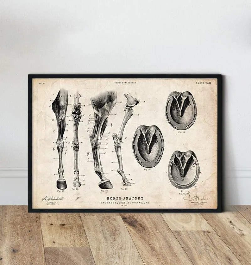 Codex Anatomicus Animal Anatomy^Horse legs and hooves anatomy