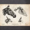 Codex Anatomicus Animal Anatomy^Horse skull print
