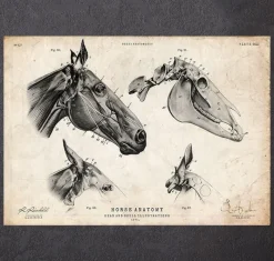 Codex Anatomicus Animal Anatomy^Horse skull print