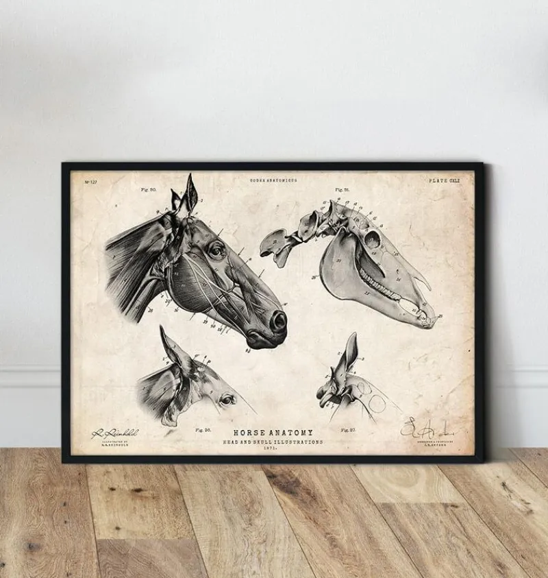 Codex Anatomicus Animal Anatomy^Horse skull print