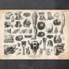 Codex Anatomicus Various Organs^Human anatomy print - Various illustrations II