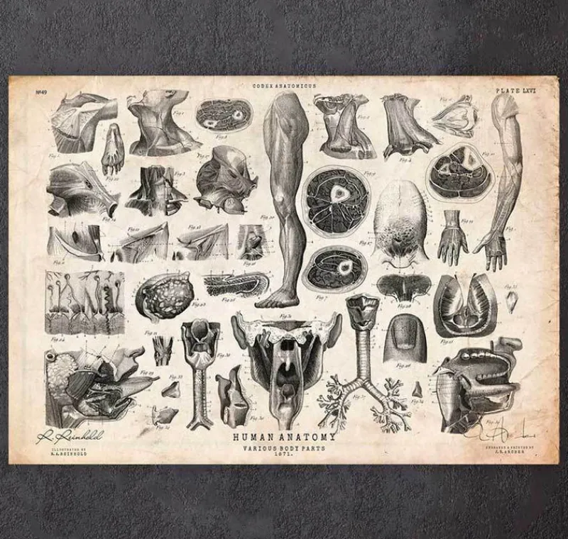 Codex Anatomicus Various Organs^Human anatomy print - Various illustrations II