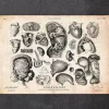 Codex Anatomicus Various Organs^Human anatomy print - Various illustrations IV
