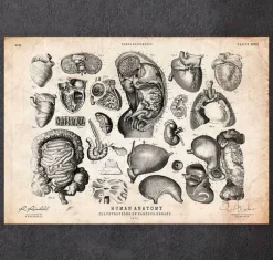 Codex Anatomicus Various Organs^Human anatomy print - Various illustrations IV