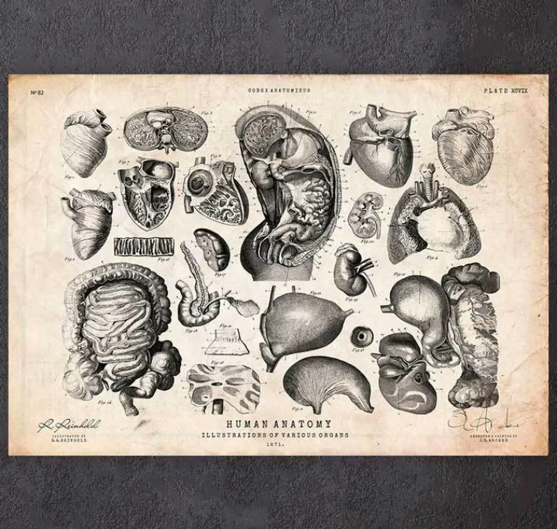 Codex Anatomicus Various Organs^Human anatomy print - Various illustrations IV
