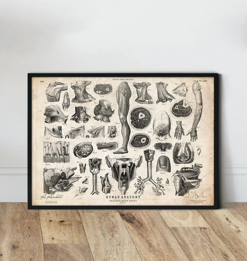 Codex Anatomicus Various Organs^Human anatomy print - Various illustrations II