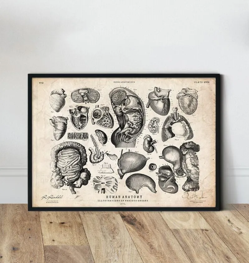 Codex Anatomicus Various Organs^Human anatomy print - Various illustrations IV