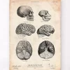 Codex Anatomicus Brain Anatomy^Human and chimpanzee brain anatomy