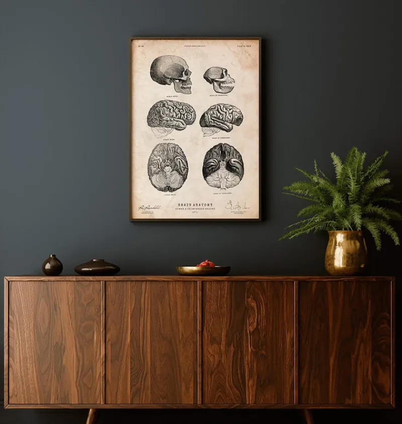 Codex Anatomicus Brain Anatomy^Human and chimpanzee brain anatomy