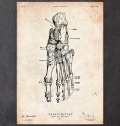 Codex Anatomicus Hands & Legs^Human foot anatomy print