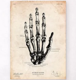 Codex Anatomicus Hands & Legs^Human hand anatomy print