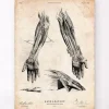 Codex Anatomicus Hands & Legs^Human hand anatomy print III