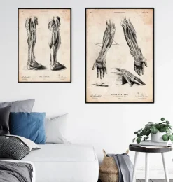 Codex Anatomicus Hands & Legs^Human hand anatomy print III