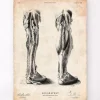 Codex Anatomicus Hands & Legs^Human leg anatomy print