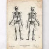Codex Anatomicus Skull & Skeleton^Human skeleton chart