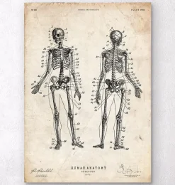 Codex Anatomicus Skull & Skeleton^Human skeleton chart