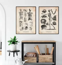 Codex Anatomicus Skull & Skeleton^Human skeleton print