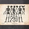 Codex Anatomicus Skull & Skeleton^Human skeleton print II