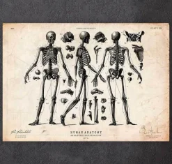 Codex Anatomicus Skull & Skeleton^Human skeleton print II