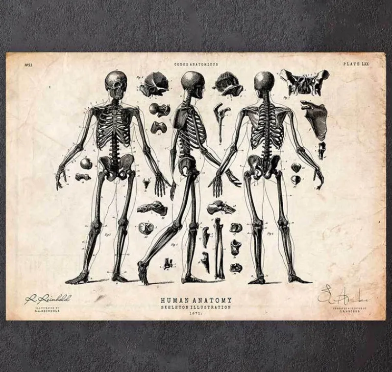 Codex Anatomicus Skull & Skeleton^Human skeleton print II