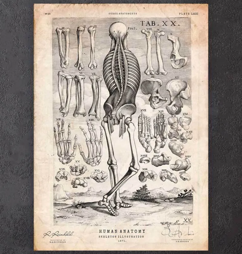 Codex Anatomicus Skull & Skeleton^Human skeleton print III