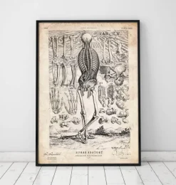 Codex Anatomicus Skull & Skeleton^Human skeleton print III