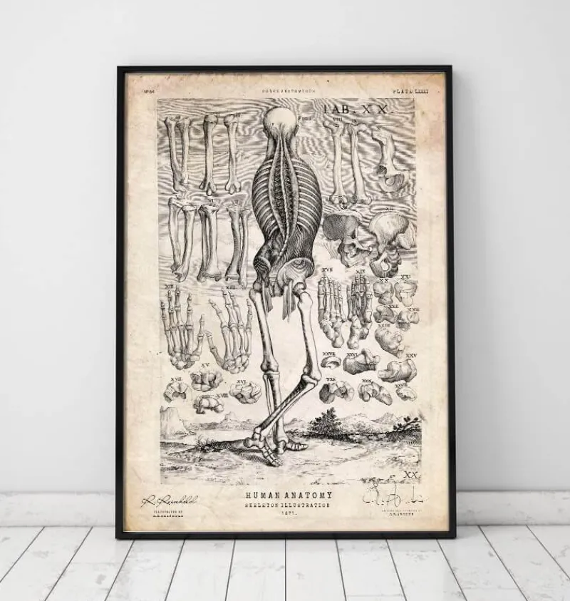 Codex Anatomicus Skull & Skeleton^Human skeleton print III
