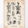 Codex Anatomicus Skull & Skeleton^Human skeleton print IV