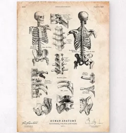 Codex Anatomicus Skull & Skeleton^Human skeleton print IV