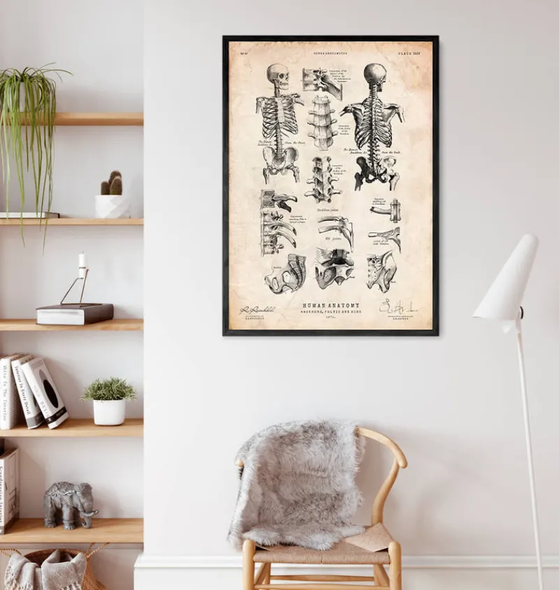 Codex Anatomicus Skull & Skeleton^Human skeleton print IV