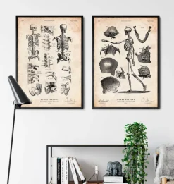 Codex Anatomicus Skull & Skeleton^Human skeleton print IV