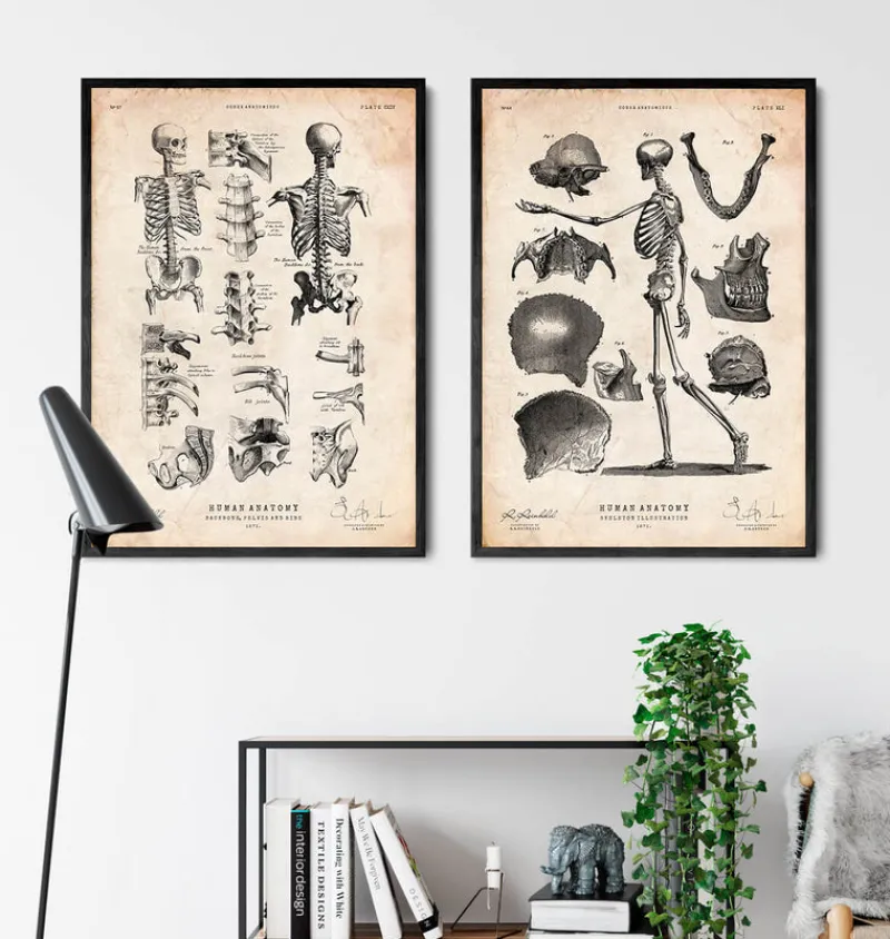 Codex Anatomicus Skull & Skeleton^Human skeleton print IV
