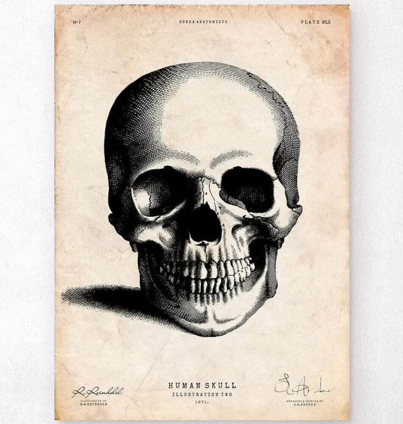 Codex Anatomicus Skull & Skeleton^Human skull print II