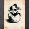 Codex Anatomicus Skull & Skeleton^Human skull print III