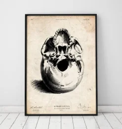Codex Anatomicus Skull & Skeleton^Human skull print III