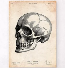 Codex Anatomicus Skull & Skeleton^Human skull print IV