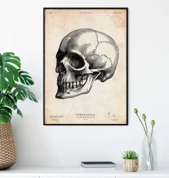 Codex Anatomicus Skull & Skeleton^Human skull print IV