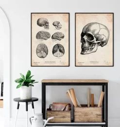 Codex Anatomicus Skull & Skeleton^Human skull print IV