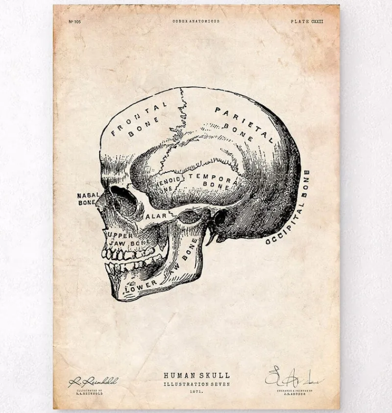 Codex Anatomicus Skull & Skeleton^Human skull print IX