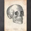 Codex Anatomicus Skull & Skeleton^Human skull print V