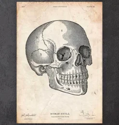 Codex Anatomicus Skull & Skeleton^Human skull print V