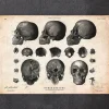 Codex Anatomicus Skull & Skeleton^Human skull print VII