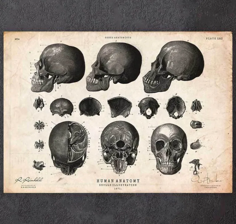 Codex Anatomicus Skull & Skeleton^Human skull print VII
