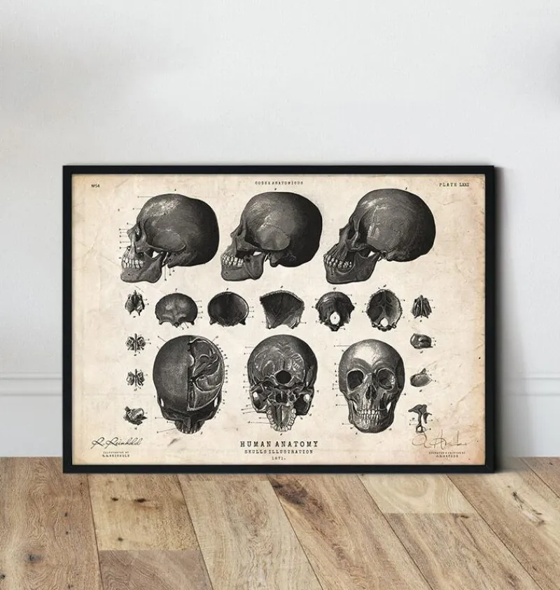 Codex Anatomicus Skull & Skeleton^Human skull print VII
