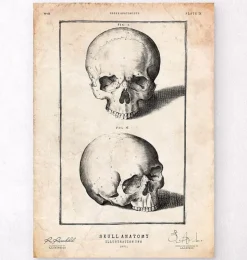 Codex Anatomicus Skull & Skeleton^Human skull print VIII