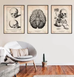 Codex Anatomicus Skull & Skeleton^Human skull print VIII