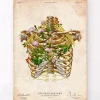 Codex Anatomicus Skull & Skeleton^Intercostal nerves - Floral - Vintage