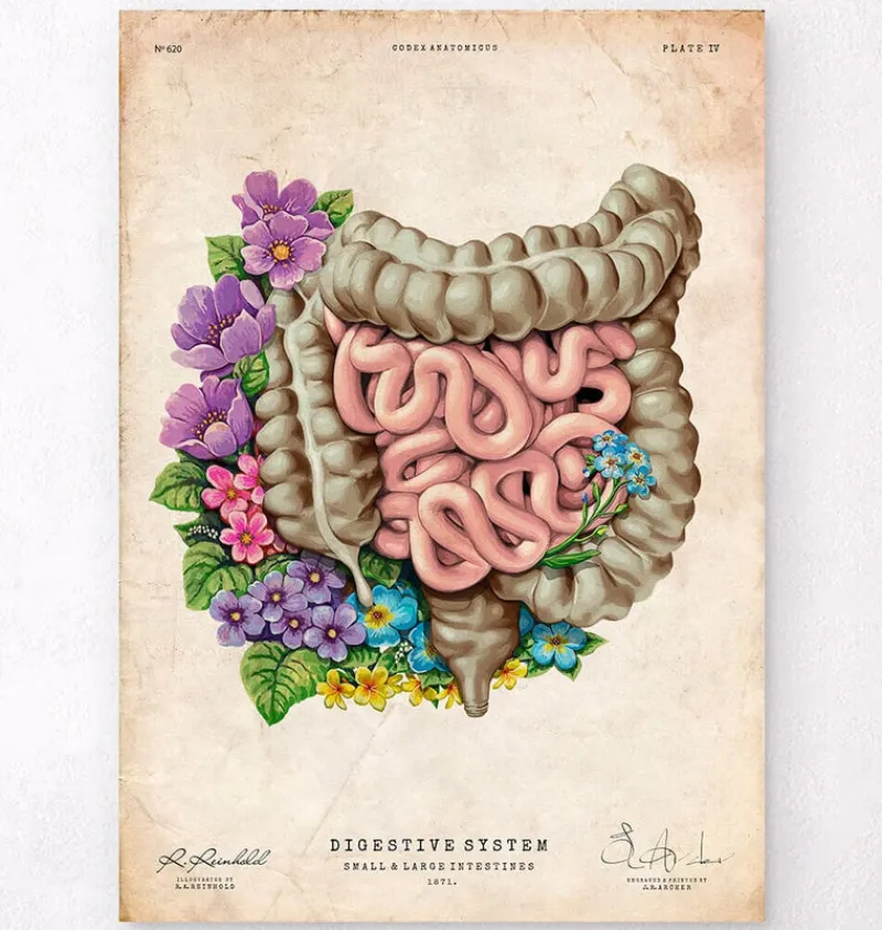Codex Anatomicus Digestive System^Intestines anatomy - Floral - Vintage