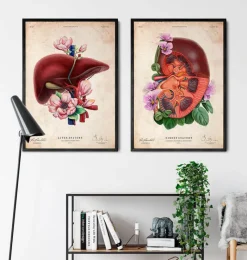 Codex Anatomicus Kidney & Liver^Kidney anatomy - Floral - Vintage
