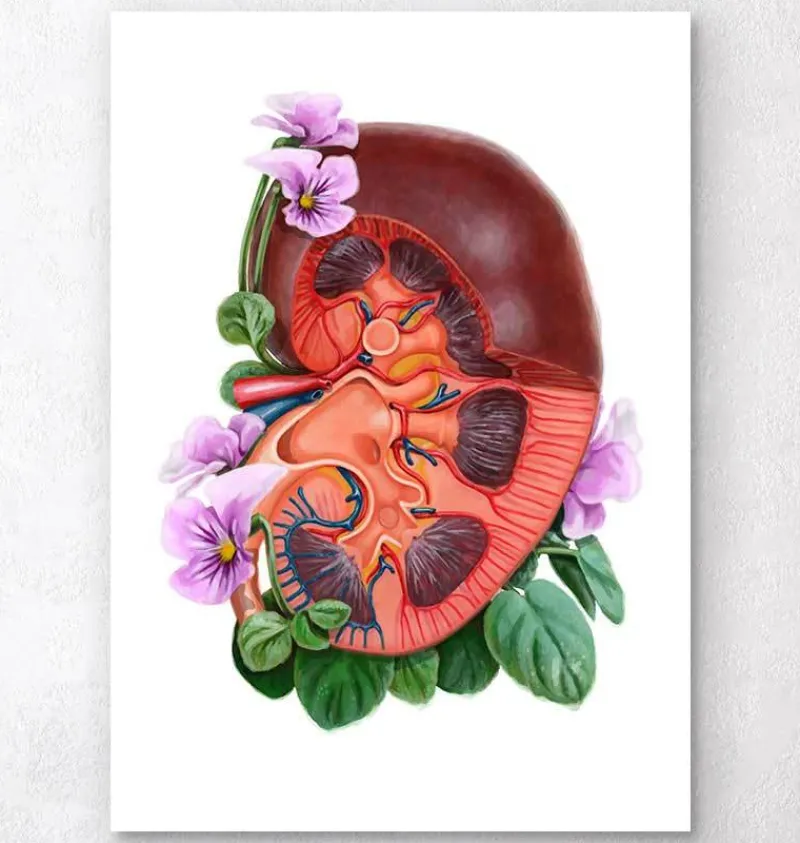 Codex Anatomicus Kidney & Liver^Kidney anatomy - Floral - White